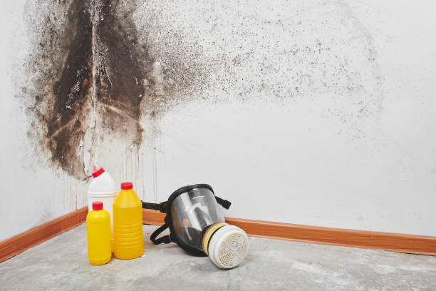 Best Commercial Mold Removal  in Brevard, NC