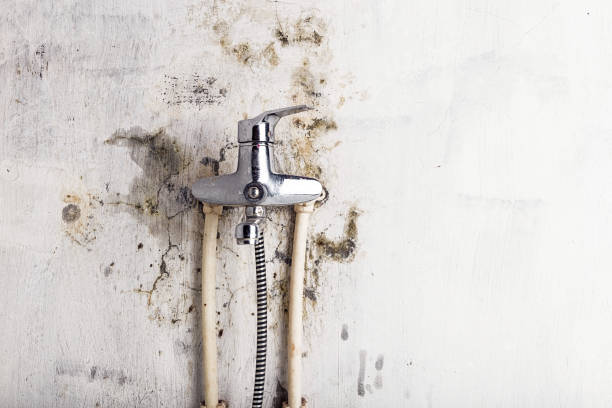 Best Best Mold Removal Companies  in Brevard, NC