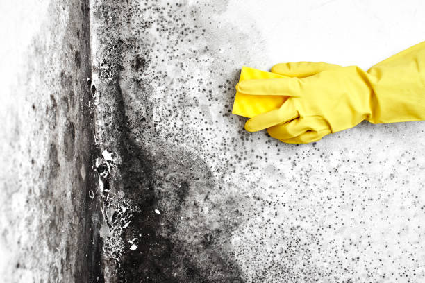 Best Mold Testing  in Brevard, NC