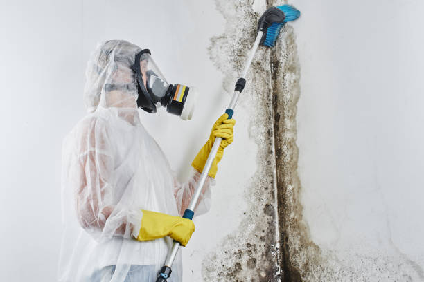 Best Mold Remediation  in Brevard, NC