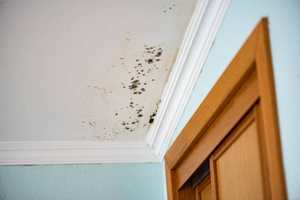 Best Mold Testing and Removal  in Brevard, NC