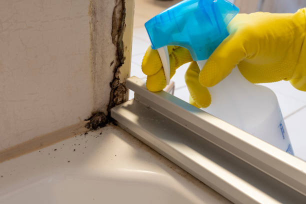 Best Office Mold Removal Services  in Brevard, NC