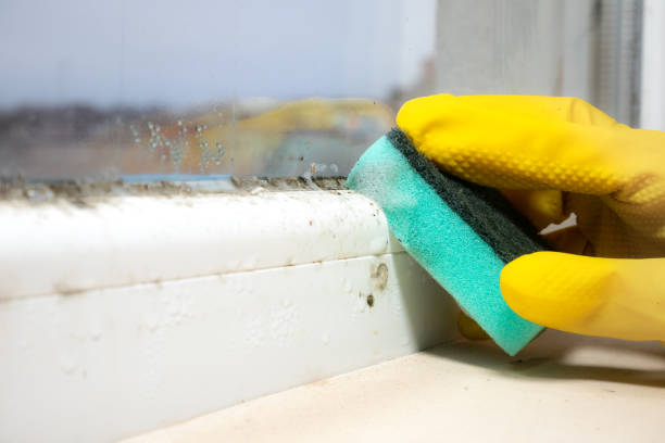 Best Mold Cleaning Services  in Brevard, NC