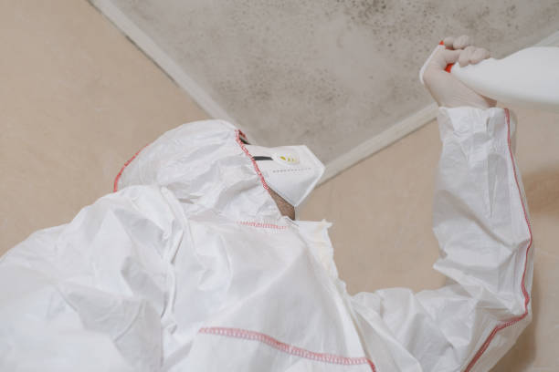 Reliable Brevard, NC Mold Removal Solutions