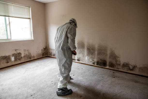 Best Affordable Mold Removal  in Brevard, NC