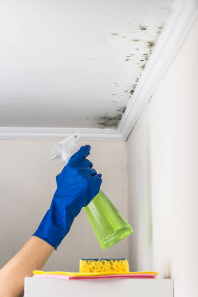 Best Mold Cleaning Services  in Brevard, NC