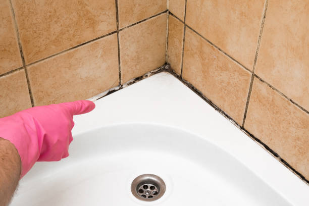 Best Home Mold Removal  in Brevard, NC